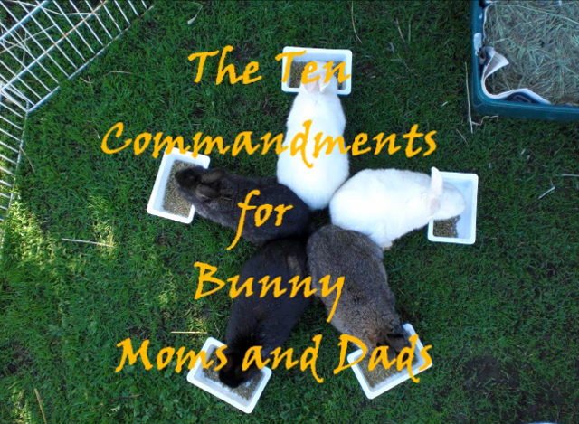 The-Ten-Commandments-for-Bu.jpg